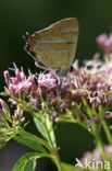 Brown Hairstreak (Thecla betulae)