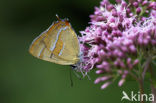 Brown Hairstreak (Thecla betulae)