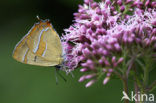 Brown Hairstreak (Thecla betulae)