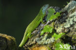 Smaragdhagedis (Lacerta viridis)