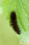 Sneeuwbeer (Spilosoma urticae)