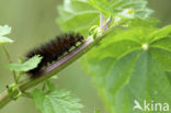 Sneeuwbeer (Spilosoma urticae)