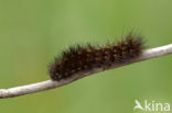 Sneeuwbeer (Spilosoma urticae)