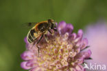 Snuitbijvlieg (Eristalis jugorum)