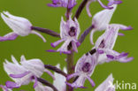 Soldaatje (Orchis militaris) 