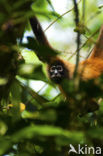 Spider Monkey (Ateles geoffroyi frontatus )
