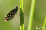 Spiegeldikkopje (Heteropterus morpheus) 