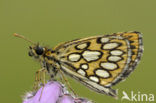 Large Chequered Skipper (Heteropterus morpheus)