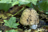 Spitsschubbige parasolzwam (Lepiota aspera)