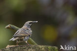 European Starling (Sturnus vulgaris)