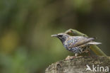 European Starling (Sturnus vulgaris)