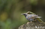 Spreeuw (Sturnus vulgaris)