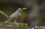 European Starling (Sturnus vulgaris)