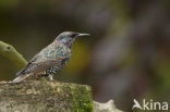 European Starling (Sturnus vulgaris)