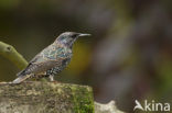 European Starling (Sturnus vulgaris)