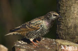 European Starling (Sturnus vulgaris)