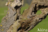Little Owl (Athene noctua)