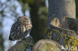 Steenuil (Athene noctua) 