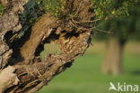 Little Owl (Athene noctua)