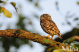 Steenuil (Athene noctua) 