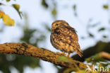Little Owl (Athene noctua)
