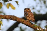 Steenuil (Athene noctua) 