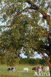 Little Owl (Athene noctua)