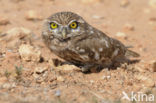 Steenuil (Athene noctua) 