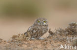 Little Owl (Athene noctua)