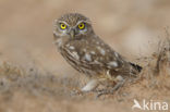 Little Owl (Athene noctua)