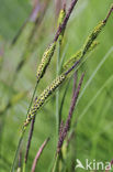 Tufted-sedge (Carex elata)