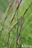 Stijve zegge (Carex elata)