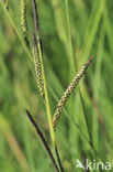 Tufted-sedge (Carex elata)