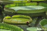 Surinaamse reuzenwaterlelie (Victoria amazonica corbanie)