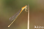 Scarce Blue-tailed Damselfly (Ischnura pumilio)