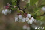 Highbush Blueberry (Vaccinium corymbosum)