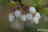 Highbush Blueberry (Vaccinium corymbosum)