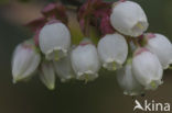 Highbush Blueberry (Vaccinium corymbosum)