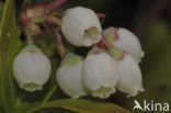 Highbush Blueberry (Vaccinium corymbosum)