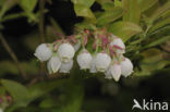Highbush Blueberry (Vaccinium corymbosum)