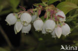 Highbush Blueberry (Vaccinium corymbosum)