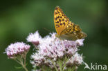 Pallas’s Fritillary (Argynnis laodice)