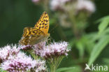 Tsarenmantel (Argynnis laodice)