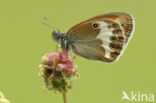 Tweekleurig hooibeestje (Coenonympha arcania) 