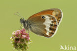 Pearly Heath (Coenonympha arcania)