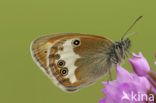 Tweekleurig hooibeestje (Coenonympha arcania) 