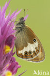 Tweekleurig hooibeestje (Coenonympha arcania) 