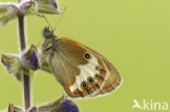 Tweekleurig hooibeestje (Coenonympha arcania) 