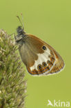 Pearly Heath (Coenonympha arcania)