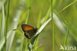 Tweekleurig hooibeestje (Coenonympha arcania) 